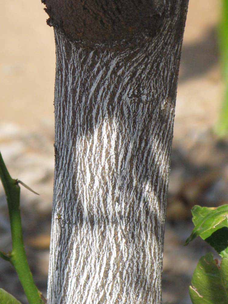            Bark (Riverside, CA)   